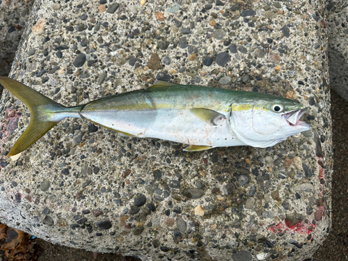 イナダの釣果