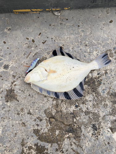 スナガレイの釣果