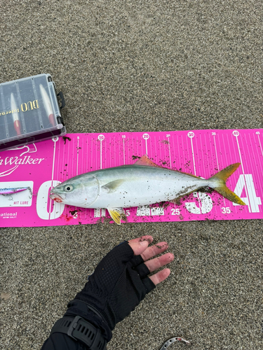 イナダの釣果