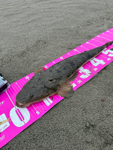 マゴチの釣果