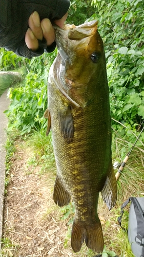 スモールマウスバスの釣果