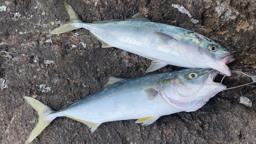 イナダの釣果