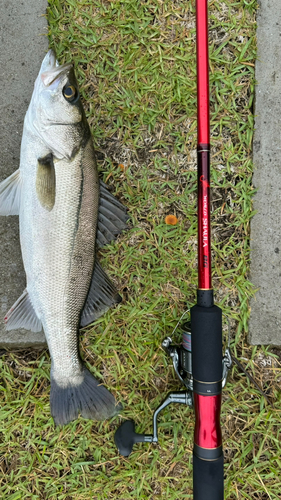 スズキの釣果