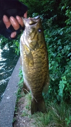 スモールマウスバスの釣果