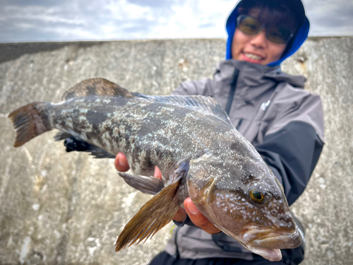 アイナメの釣果