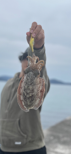 コウイカの釣果