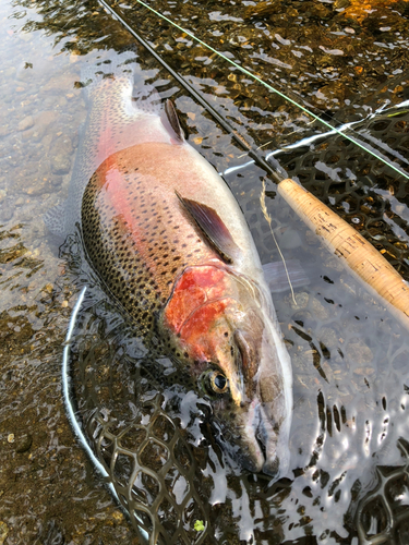 ニジマスの釣果