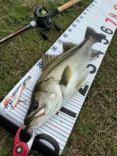 シーバスの釣果