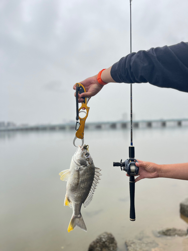 キビレの釣果