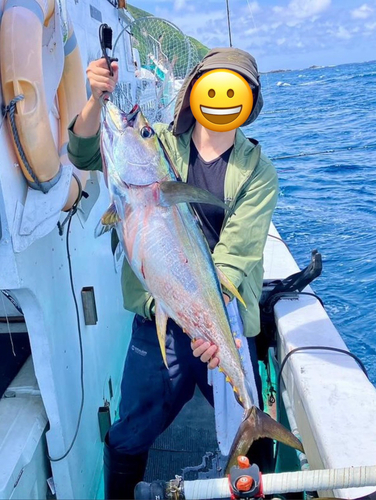 キハダマグロの釣果