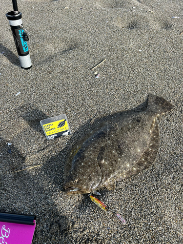 ヒラメの釣果