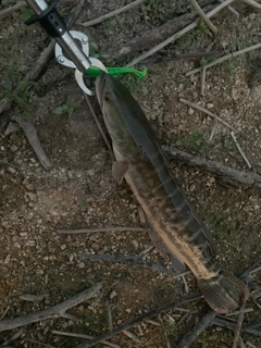 チャドーの釣果