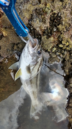 コトヒキの釣果