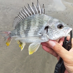 キビレの釣果