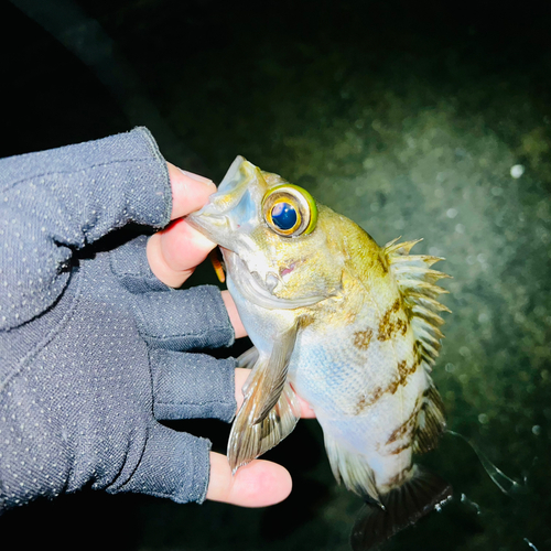 シロメバルの釣果