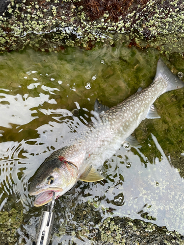 アメマスの釣果