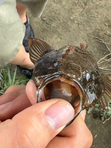 カワアナゴの釣果