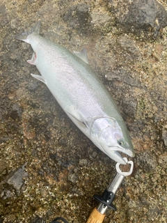 サクラマスの釣果