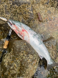 サクラマスの釣果