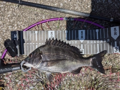 クロダイの釣果