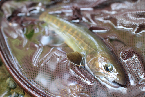 ヤマトイワナの釣果