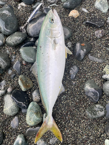 ワカシの釣果