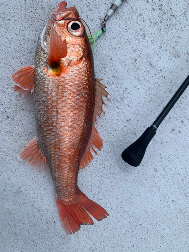 アカムツの釣果