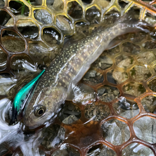 イワナの釣果