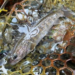 イワナの釣果