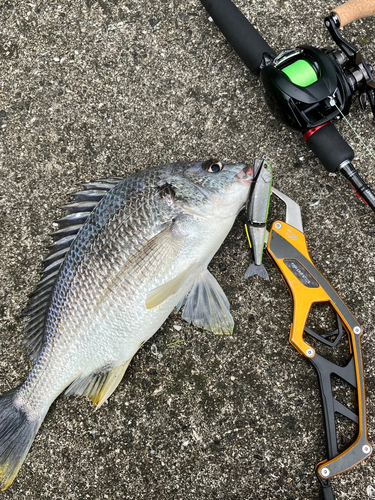 キビレの釣果