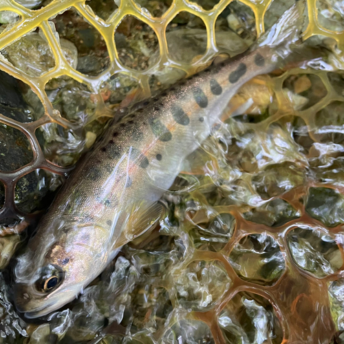 ヤマメの釣果