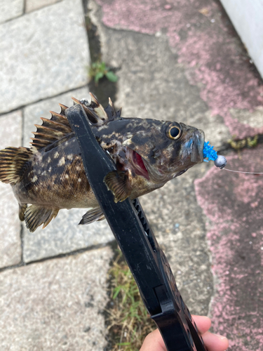 釣果