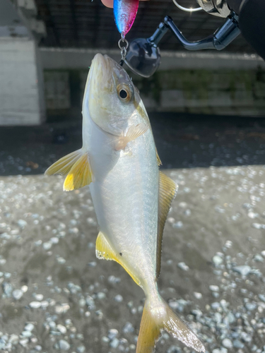 ショゴの釣果