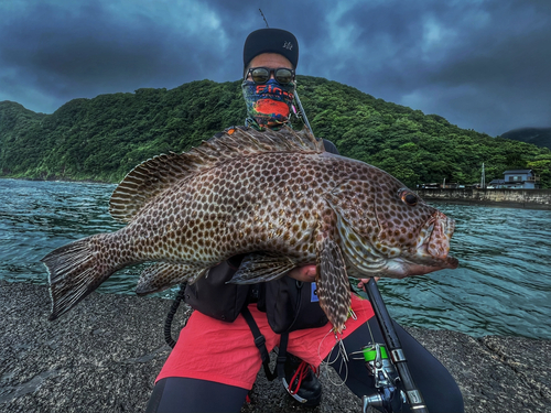 オオモンハタの釣果