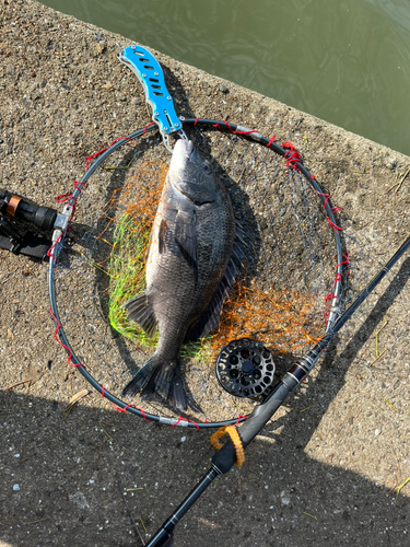 チヌの釣果