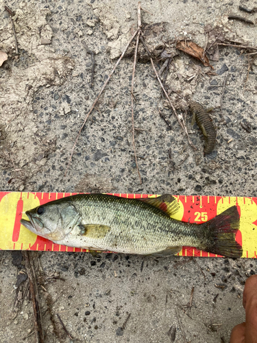 ブラックバスの釣果