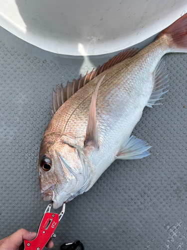 マダイの釣果