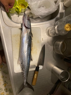 サゴシの釣果