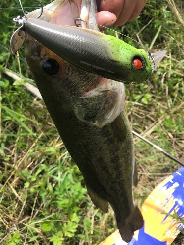 ラージマウスバスの釣果