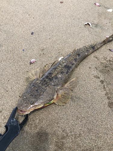 マゴチの釣果