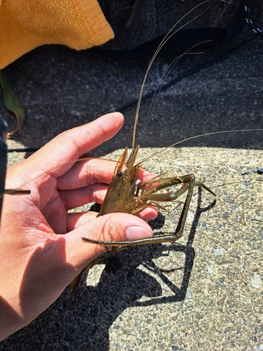 テナガエビの釣果