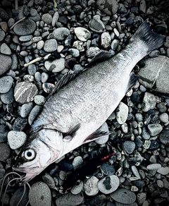 ヒラスズキの釣果