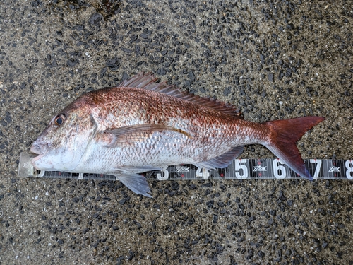 マダイの釣果