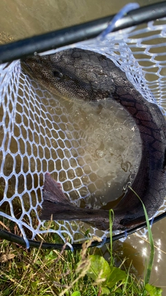 イトウの釣果