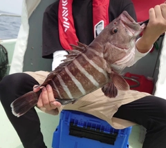 マハタの釣果