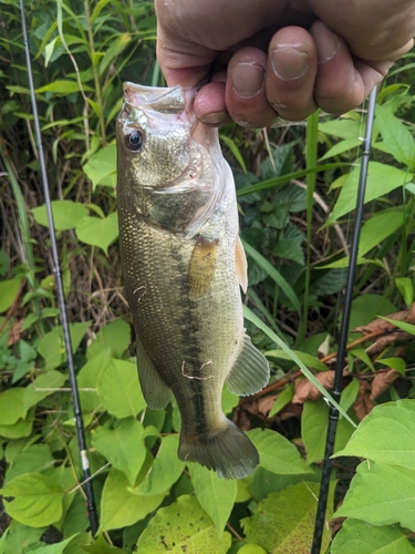 ブラックバスの釣果