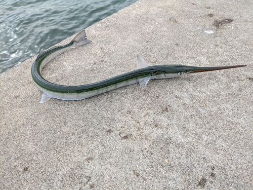 ダツの釣果