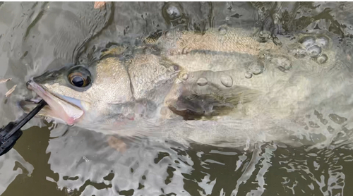 スズキの釣果