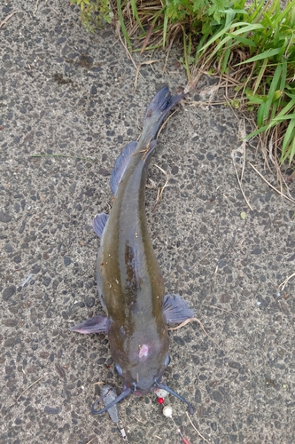 アメリカナマズの釣果