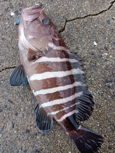 マハタモドキの釣果